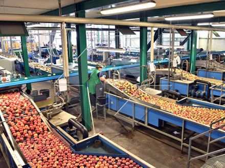 The Processing Capacity of Automatic Fruit and Vegetable Washing and Drying and Grading Line is Generally Between 300kg/H and 3000kg/H. The Processing Capacity of Automatic Fruit and Vegetable Washing and Drying and Grading Line is Generally Between 300kg/H and 3000kg/H.