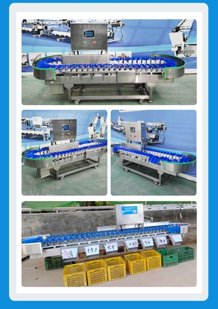 The Processing Capacity of Automatic Fruit and Vegetable Washing and Drying and Grading Line is Generally Between 300kg/H and 3000kg/H. The Processing Capacity of Automatic Fruit and Vegetable Washing and Drying and Grading Line is Generally Between 300kg/H and 3000kg/H.